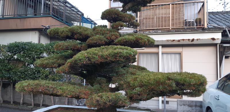 とりこだまさんの梅ヶ渕温泉のサ活写真