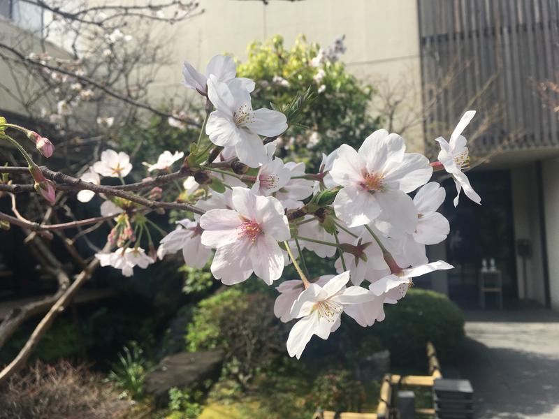 ちいさいおじさんさんの東京染井温泉 SAKURAのサ活写真