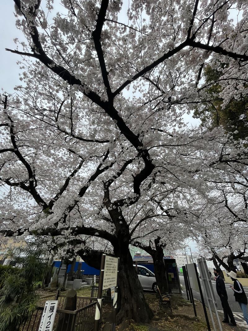 柔らかい洗濯機さんの東京染井温泉 SAKURAのサ活写真