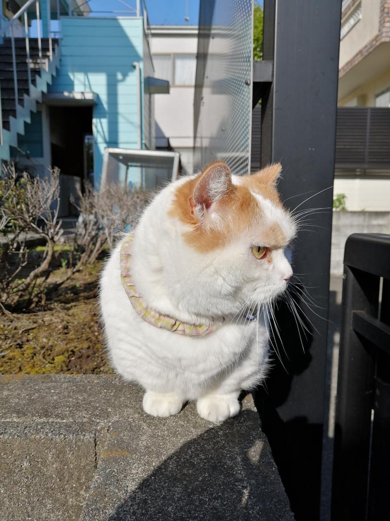 CoCoちんさんの湯の泉 東名厚木健康センターのサ活写真