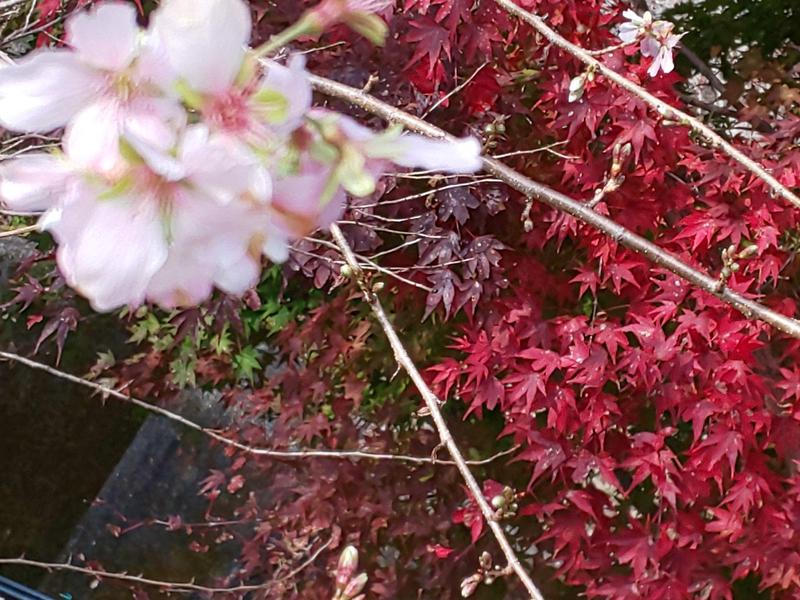 ふろのひさんの猿投温泉 金泉の湯のサ活写真