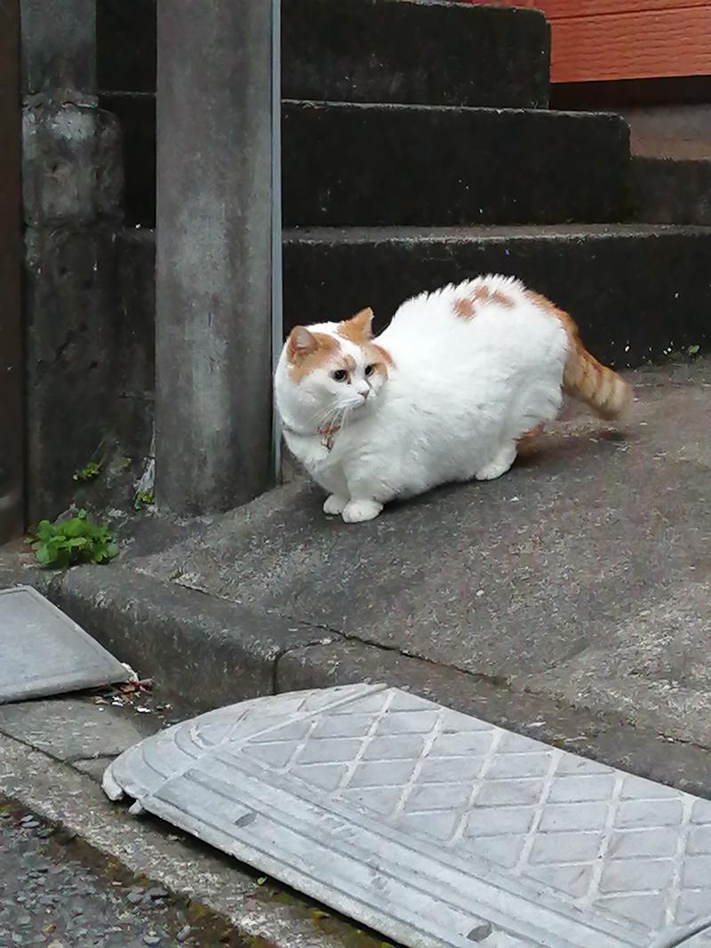 CoCoちんさんの花湯スパリゾートのサ活写真