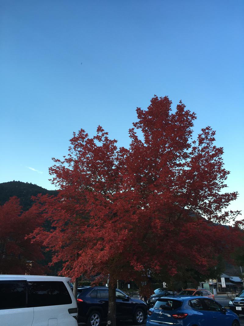 もりたんさんのとうえい温泉 花まつりの湯のサ活写真