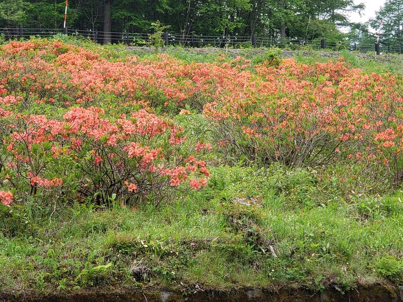 東信サウナーさんのつつじの湯のサ活写真