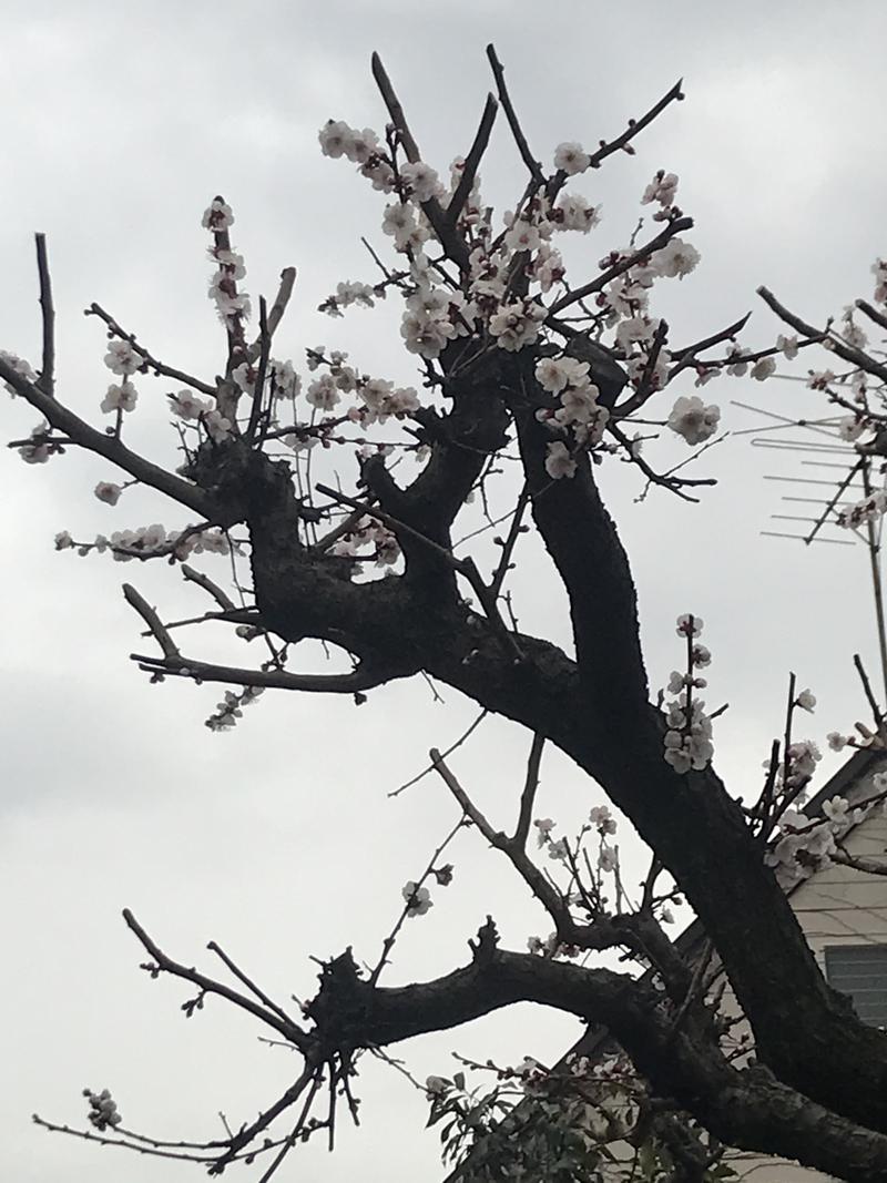 岩☆ロックさんの稲城浴場のサ活写真