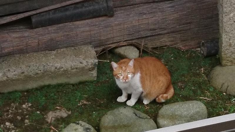 サ飯に夢中♪さんの湯ごころ ゆるりのサ活写真