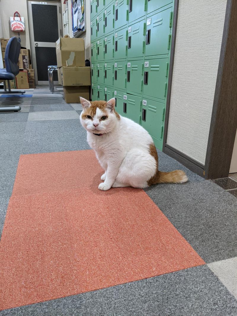 サウナ犬さんの岩乃湯のサ活写真