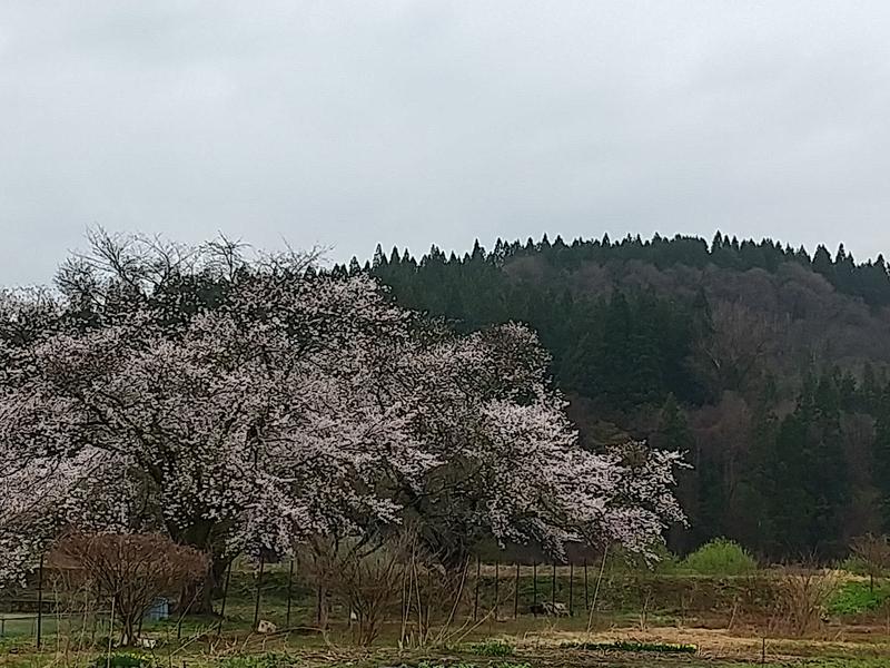 よめぞうさんの河辺岩見温泉交流センターのサ活写真