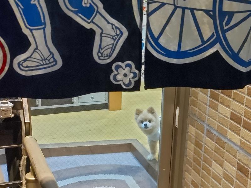竹の湯 看板犬