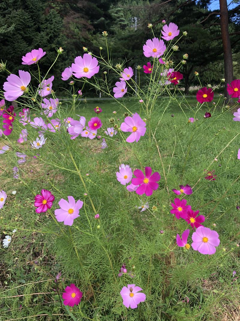 ちゃい君さんの川口温泉 奥羽山荘のサ活写真