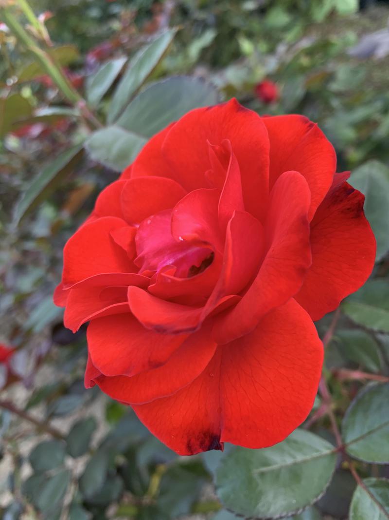 浴タケルさんの花巻温泉 ホテル千秋閣のサ活写真