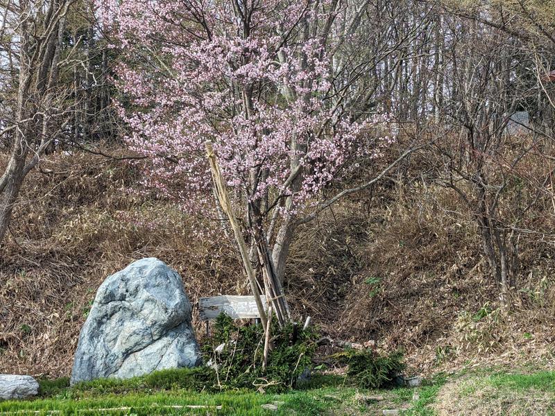 ホテル神居岩 神居岩と桜