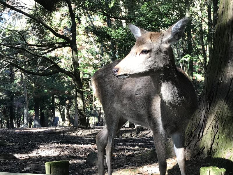 ぎんさんの天然温泉 吉野桜の湯 御宿 野乃 奈良のサ活写真