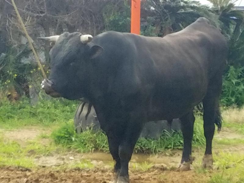 ホテルサンセットリゾート 鹿児島県大島郡天城町 サウナイキタイ