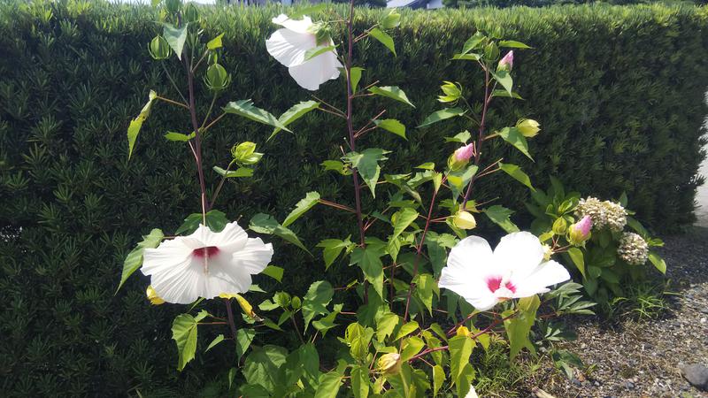 日々のサウナさんの田辺温熱保養所のサ活写真