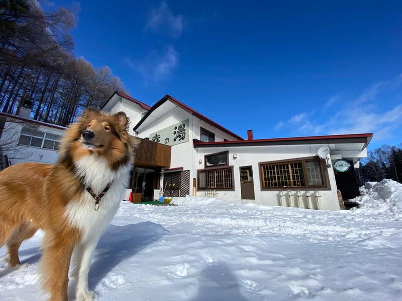 志賀高原 癒しの宿幸の湯 テントサウナ 看板犬のサチくんです！