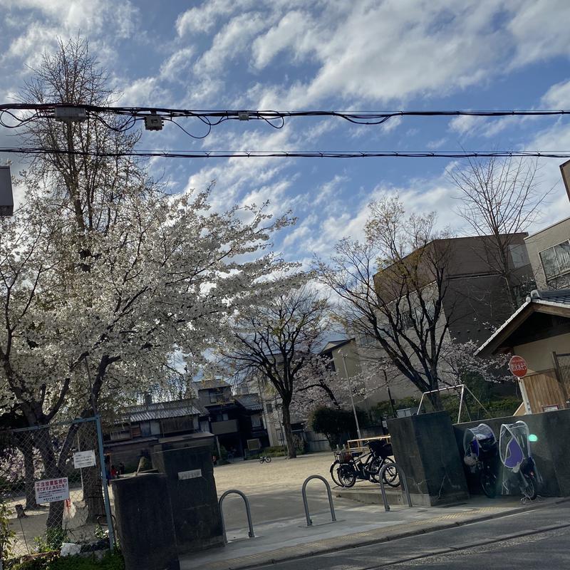 蒸しファイヤーさんの桜湯のサ活写真