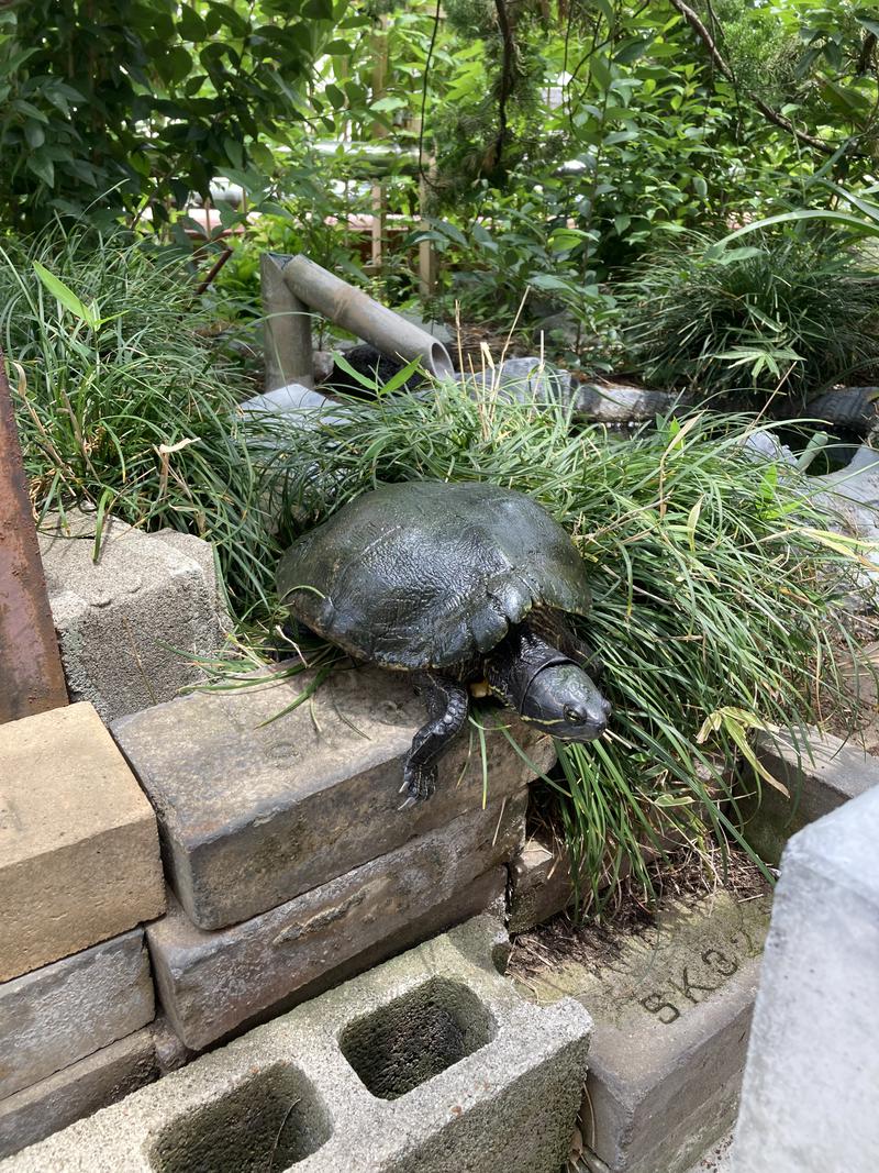 松野井 雅さんのSAUNA GARDEN 錦糸町のサ活写真