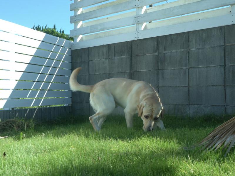 COCO VILLA 南房総 Dog Stay 愛犬と過ごせるドッグラン