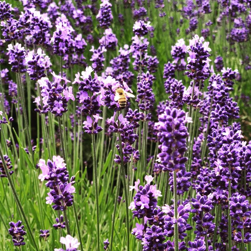 lavaさんの吹上温泉保養センター 白銀荘のサ活写真