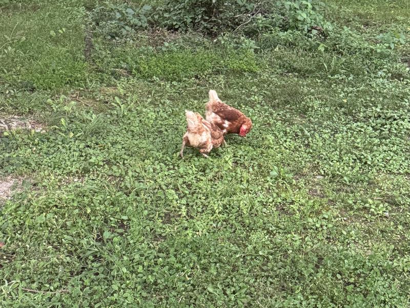 。 写真ギャラリー1