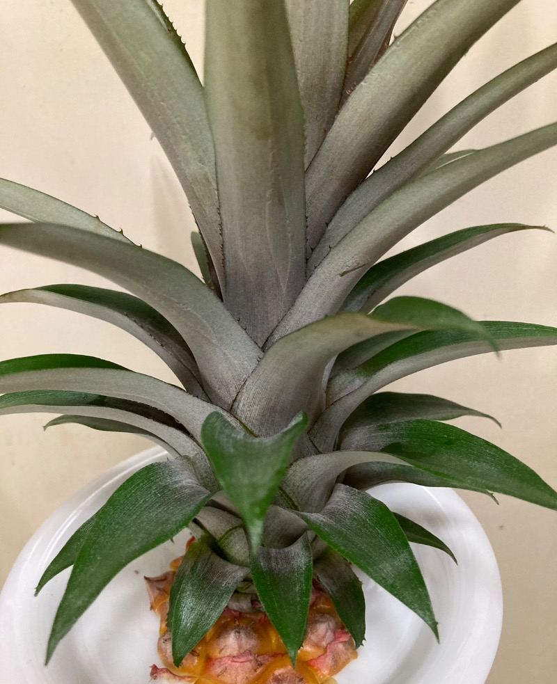 ajiさんの平田温泉のサ活写真