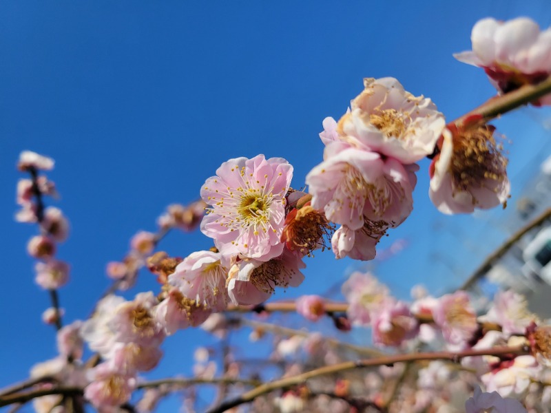 AKNさんの湯乃泉 東名厚木健康センターのサ活写真