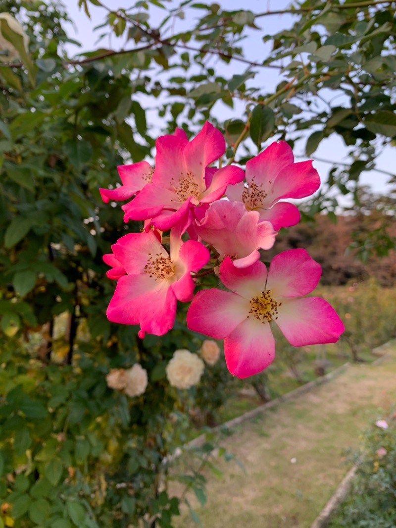 ゆき🍄さんの湯の森 深大湯のサ活写真