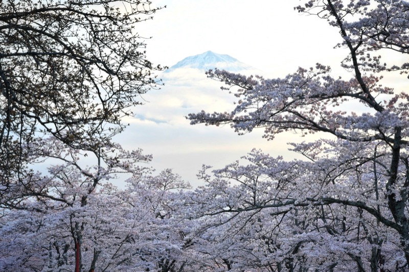 tarmtechさんの駿河の湯 坂口屋のサ活写真