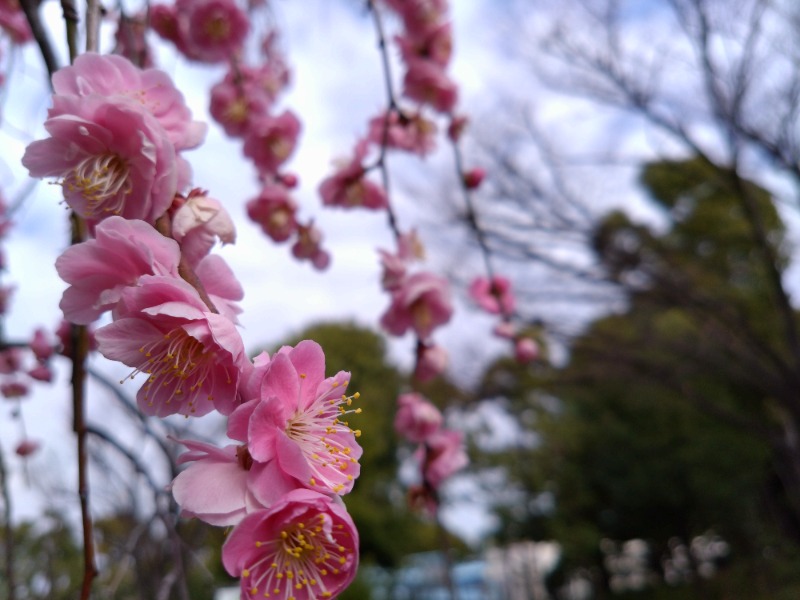 温泉登山トラベラーさんの天狗湯(第二天狗湯)のサ活写真