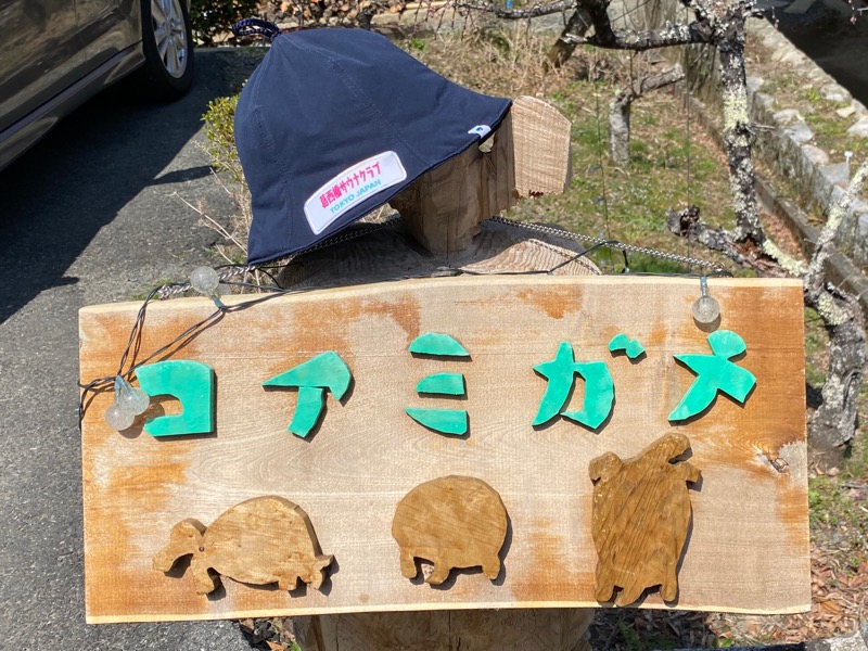 まさうなさんのコアミガメのサ活写真
