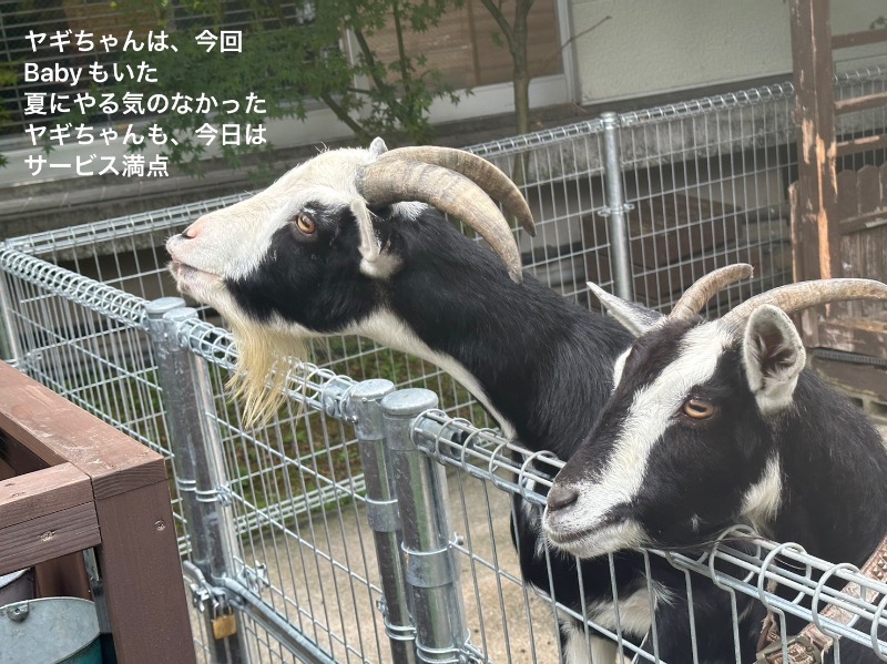 ワニ子さんの島原温泉 ホテル南風楼のサ活写真