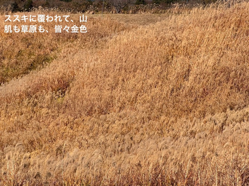 ワニ子さんのエミナース温泉 七福の湯 (阿蘇熊本空港ホテル エミナース)のサ活写真