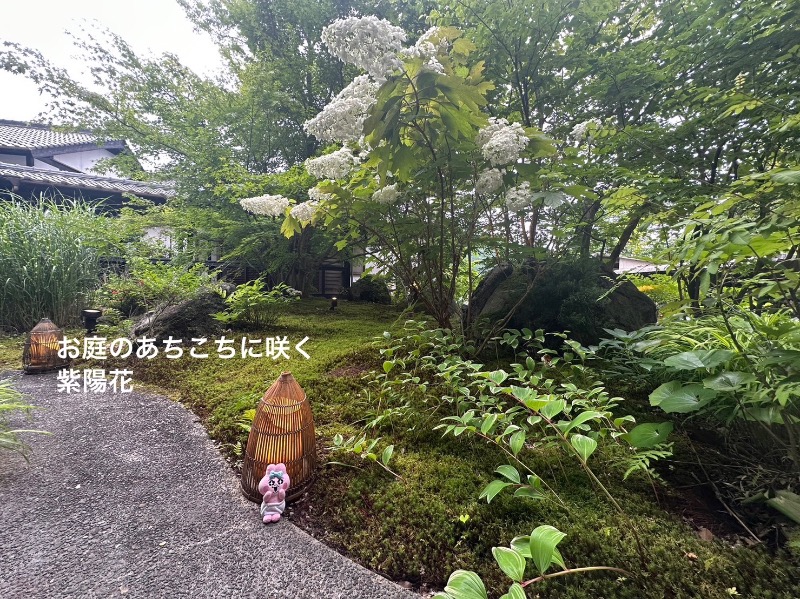 ワニ子さんのみはらしの宿 杉乃家のサ活写真