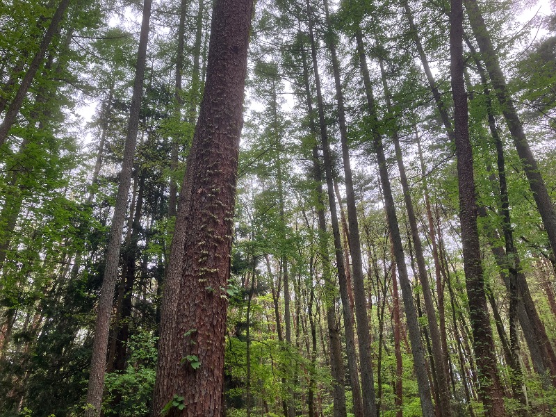 ととのったっき〜さんのFOLKWOOD SAUNAのサ活写真