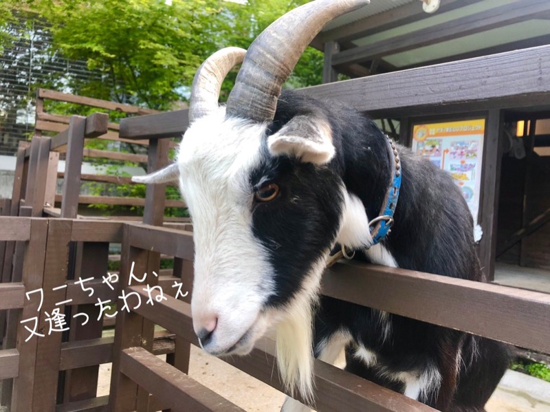 ワニ子さんの島原温泉 ホテル南風楼のサ活写真