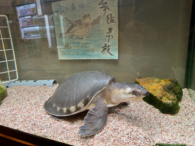 ちっくんさんの松本湯のサ活写真