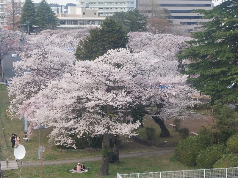 蒸され屋 YOSHIさんの仙台湯処 サンピアの湯のサ活写真