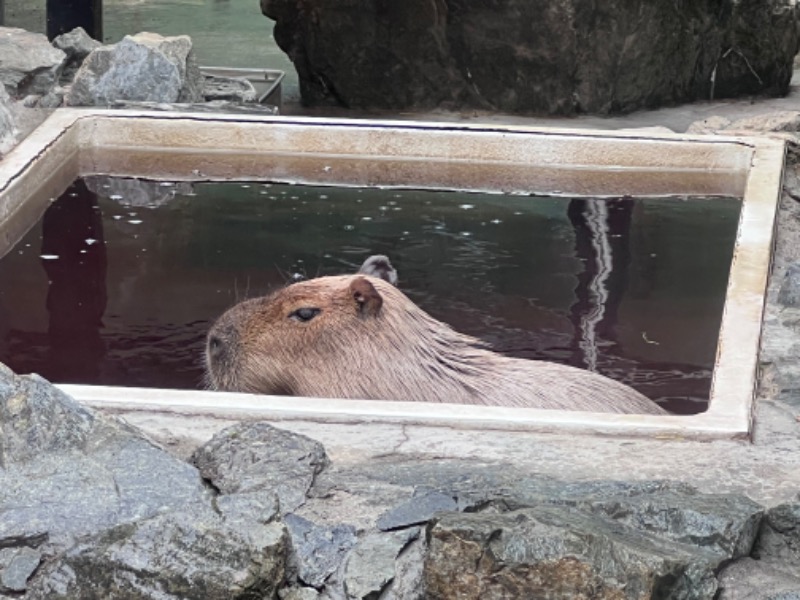 kazzcapy216さんの石狩天然温泉 番屋の湯のサ活写真