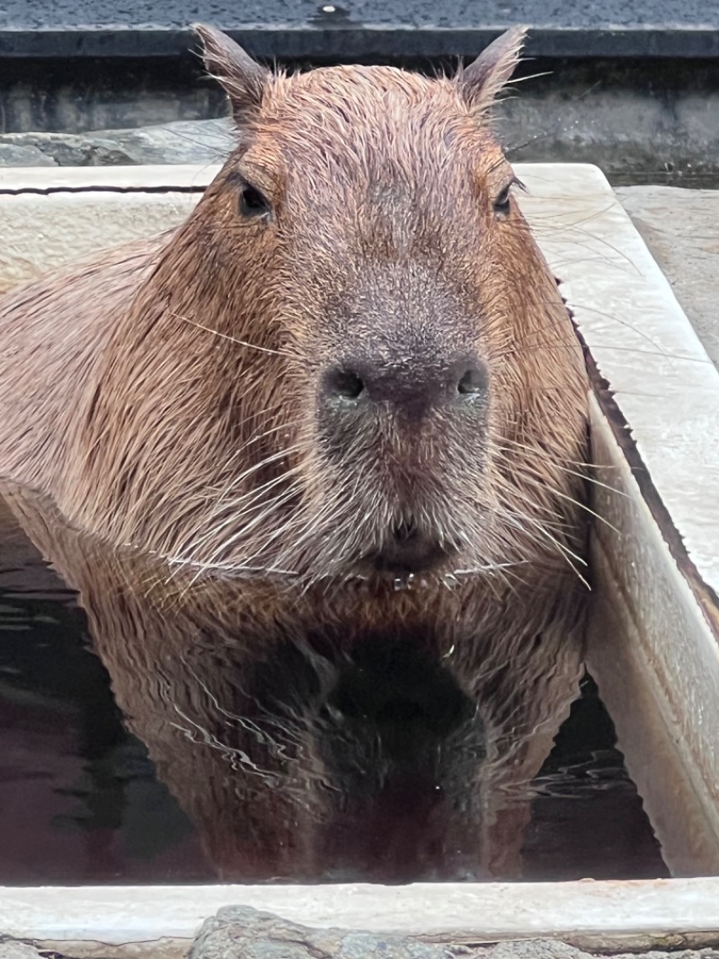 kazzcapy216さんの石狩天然温泉 番屋の湯のサ活写真