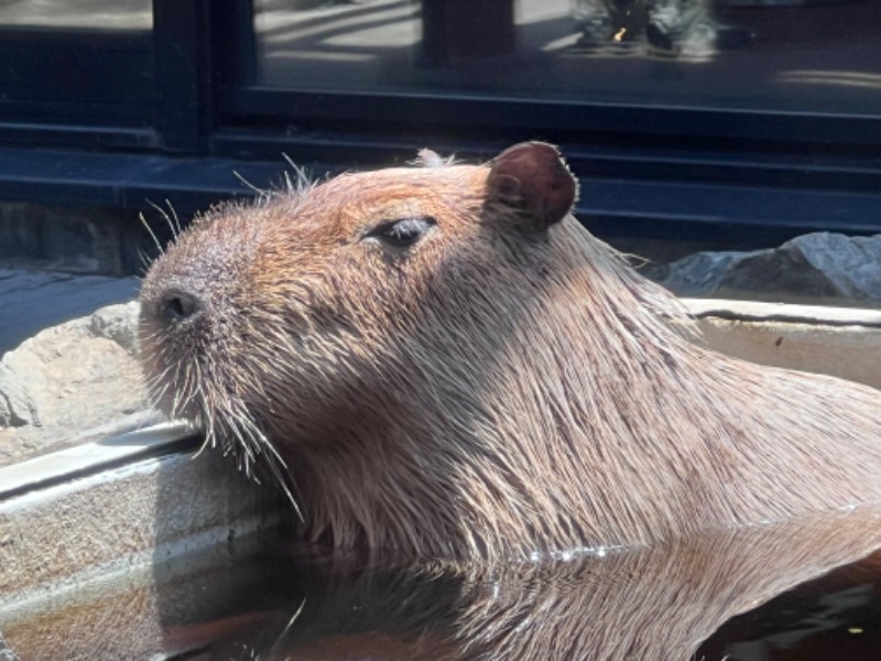 kazzcapy216さんの石狩天然温泉 番屋の湯のサ活写真