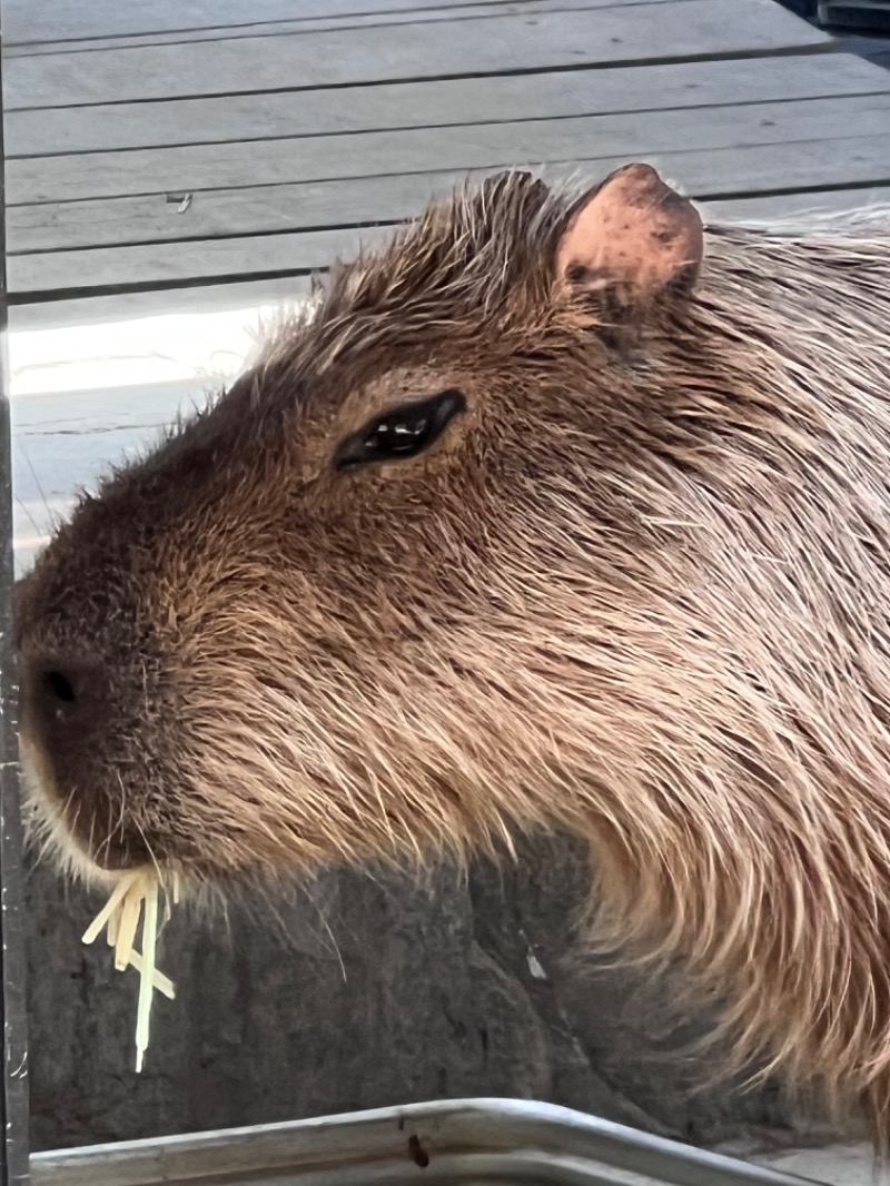 kazzcapy216さんの石狩天然温泉 番屋の湯のサ活写真