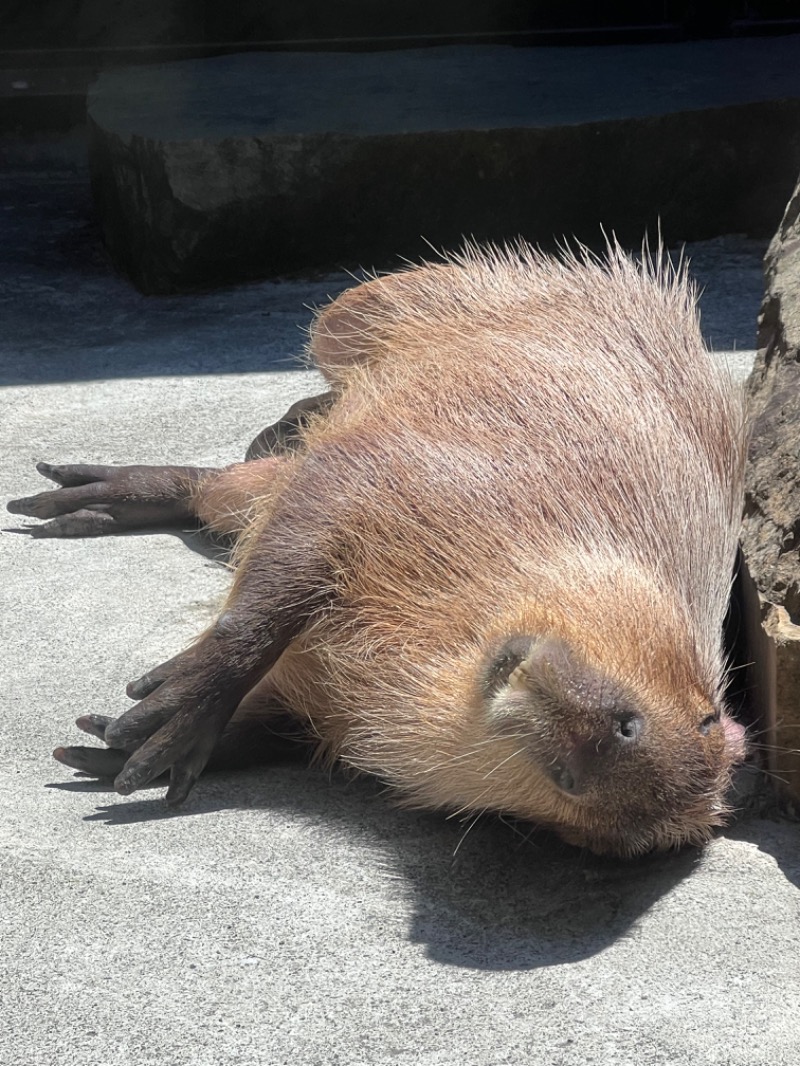 kazzcapy216さんの石狩天然温泉 番屋の湯のサ活写真