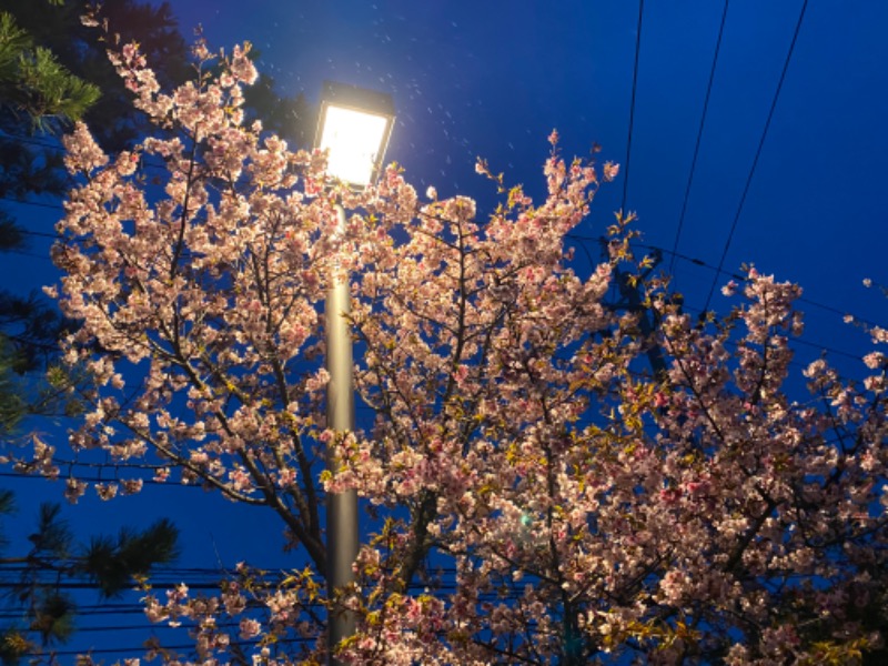 秋田営業マンさんの桜温泉さくらさくらのサ活写真