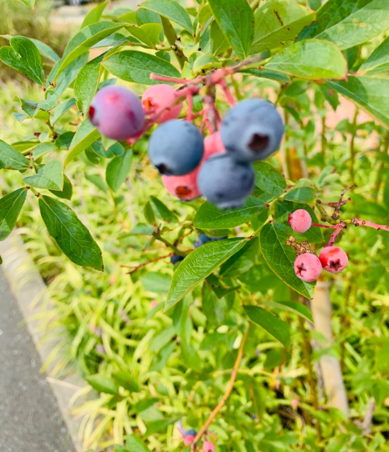 やなぎさんの伊都の湯どころのサ活写真