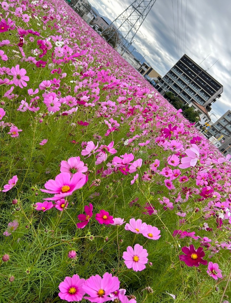 やなぎさんの伊都の湯どころのサ活写真