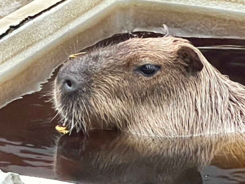 MiNaToさんの石狩天然温泉 番屋の湯のサ活写真