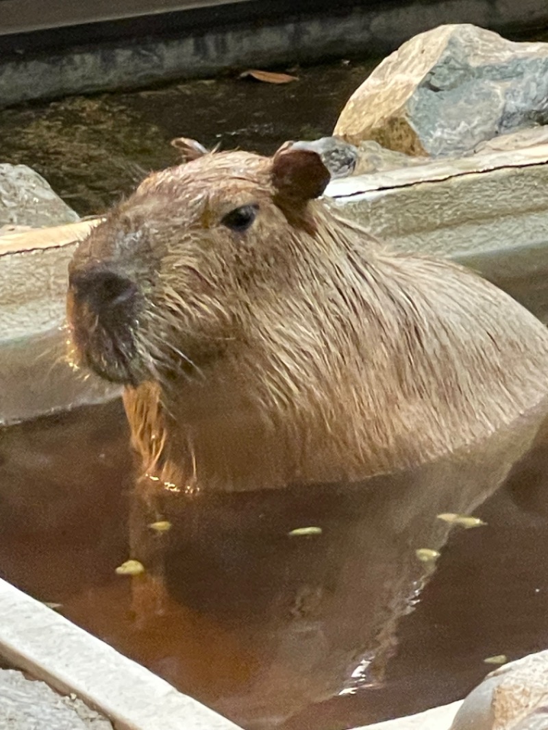 MiNaToさんの石狩天然温泉 番屋の湯のサ活写真