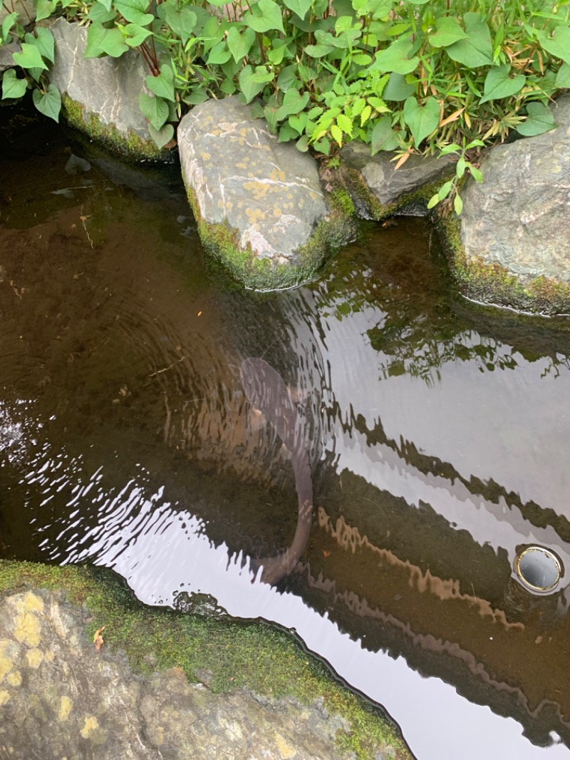 盆地住まいさんの湯の華銭湯 瑞祥 上山田本館のサ活写真