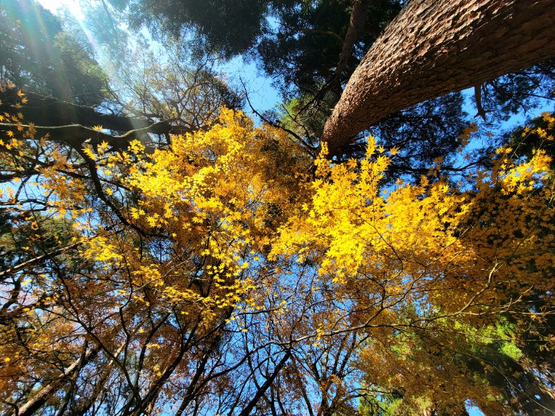 よーこさんの深層湯温泉 紫雲の郷のサ活写真